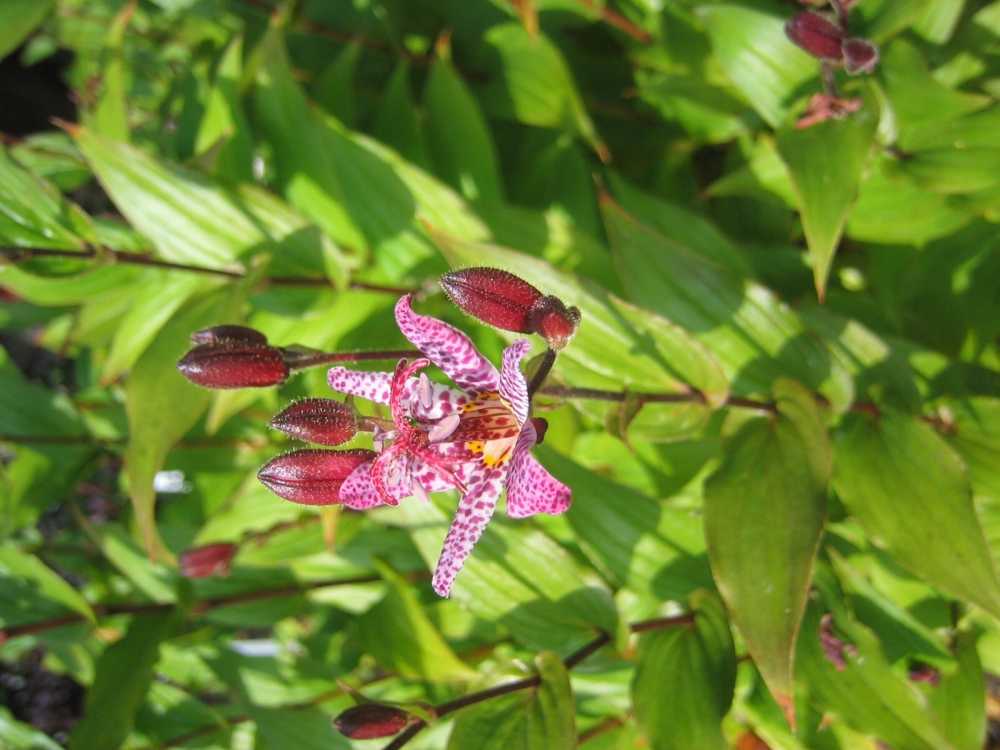 Tricyrtis (Höckerblume, Krötenlilie)